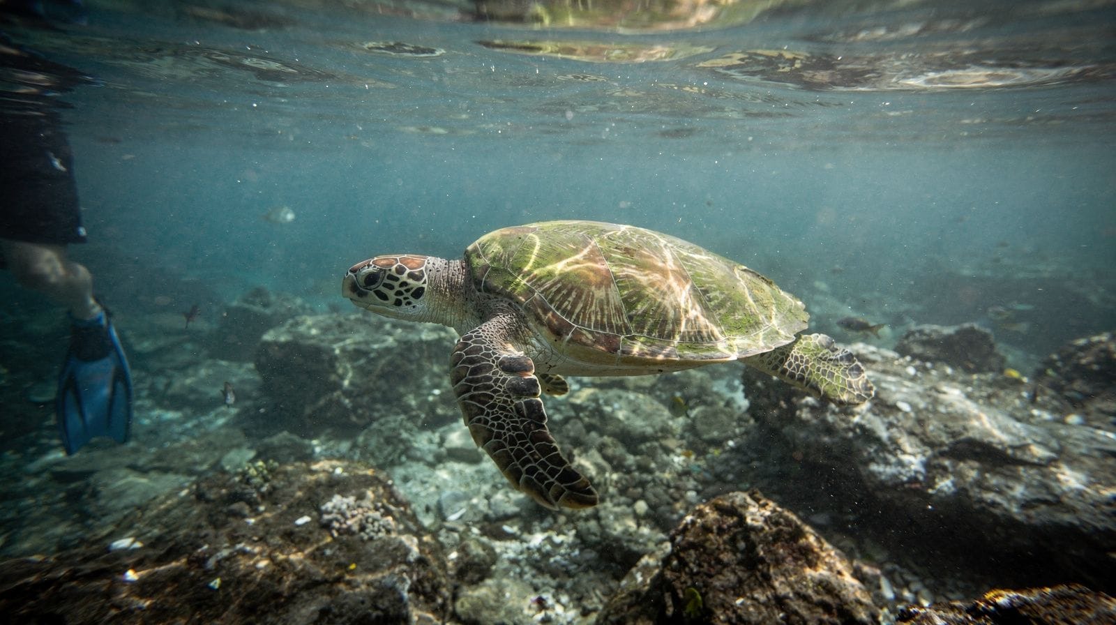 The Sea Turtle Distance Law in Maui: What 10 Feet Actually Means