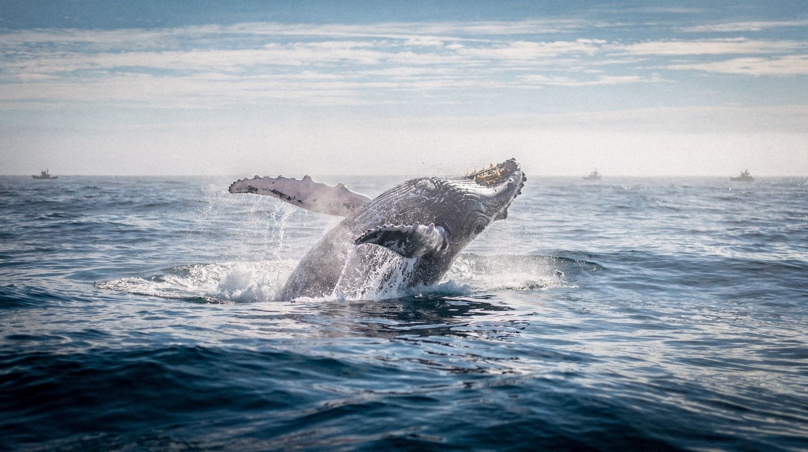 Whale Season in the Auau Channel