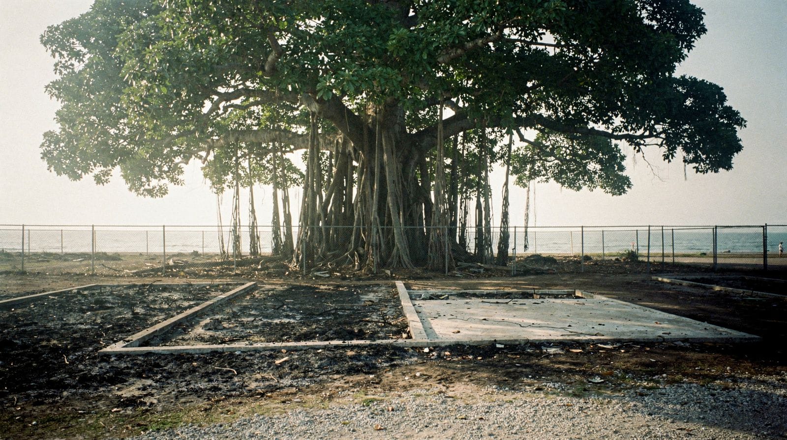 Why Lahaina's Historic Banyan Tree Survived the Fire
