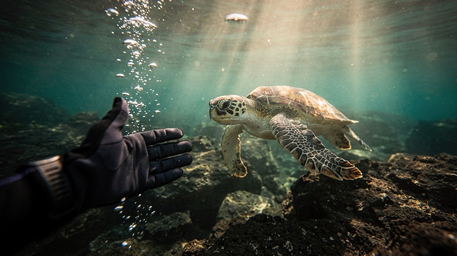 Snorkeling and diving