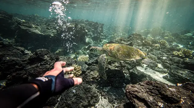 Best Snorkeling Beaches in Kaanapali