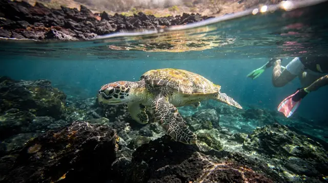 Best Spots to See Turtles in Maui