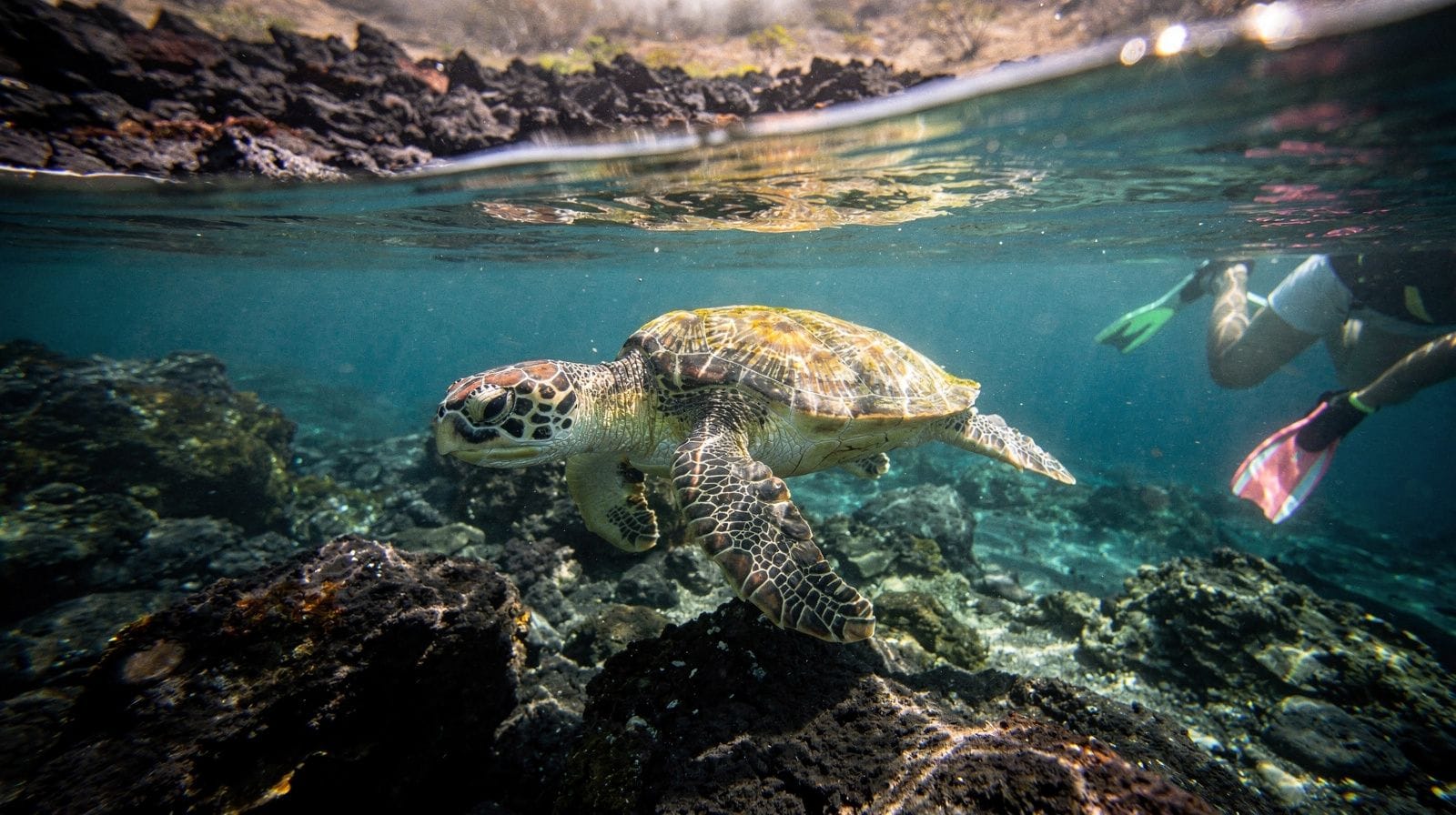 Best Spots to See Turtles in Maui