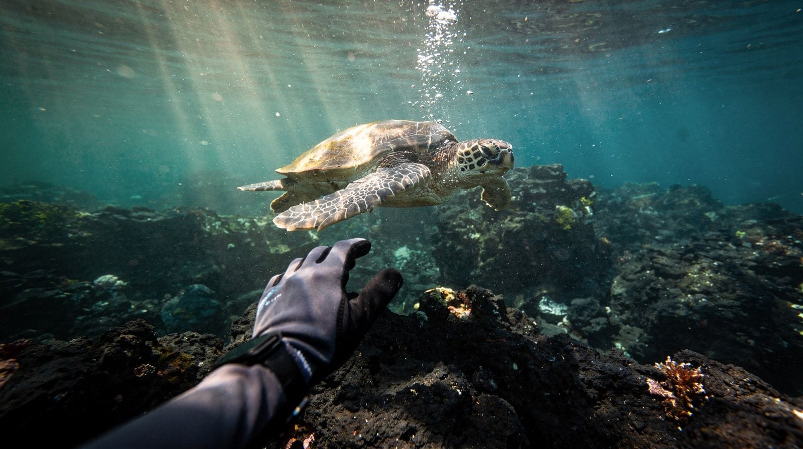 Honolua Bay Snorkeling: What Experienced Snorkelers Should Know