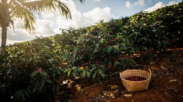 Maui Coffee Farm Tour: Visiting the Haleakala Coffee Estates