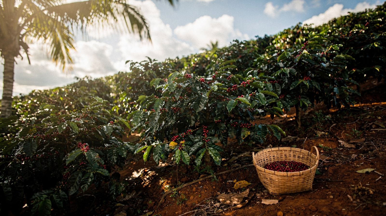 Maui Coffee Farm Tour: Visiting the Haleakala Coffee Estates