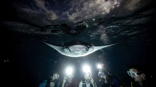 Night Manta Ray Snorkel Tour in Maui: What to Actually Expect