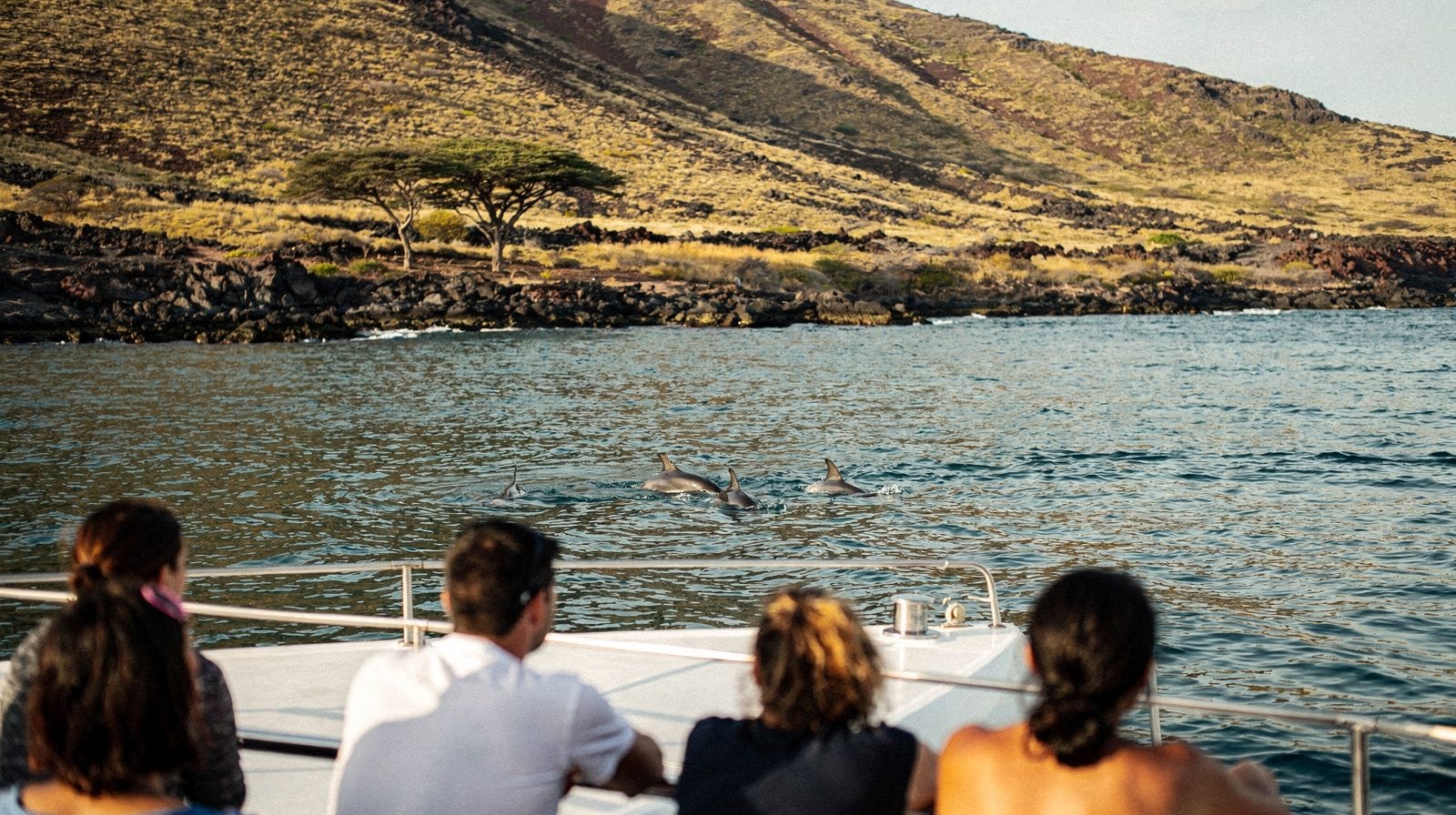 Spinner Dolphin Tours in Maui: What to Expect Year-Round