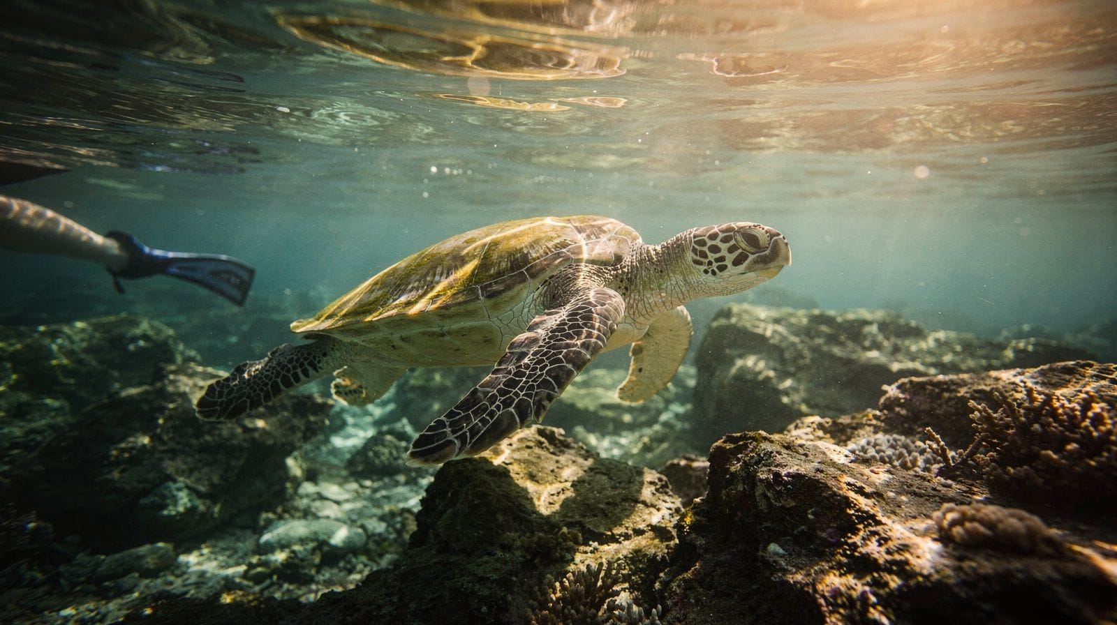 Turtle Town Snorkel Boat Tour from Makena