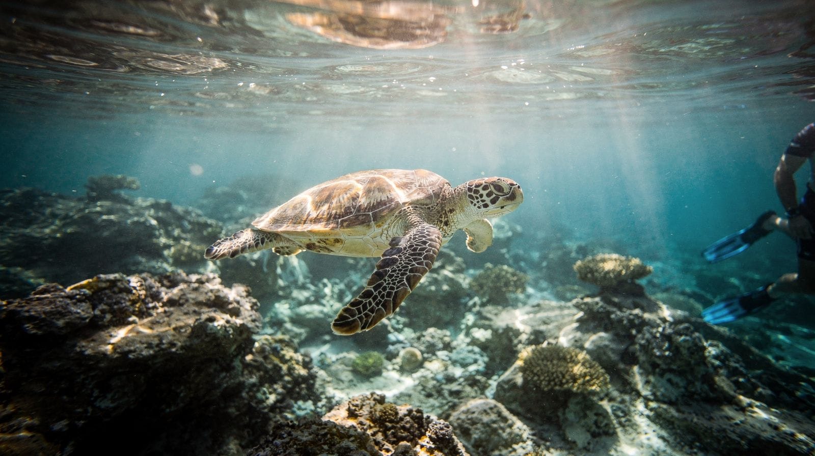 Turtle Town Snorkeling From Shore: The Self-Guided Makena Entry