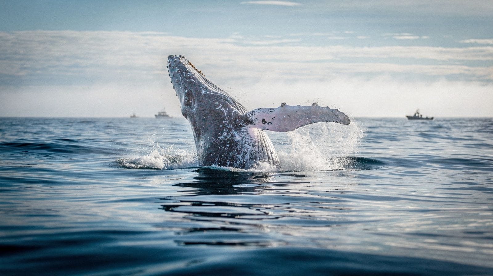 Whale Season in Maui: When to Go