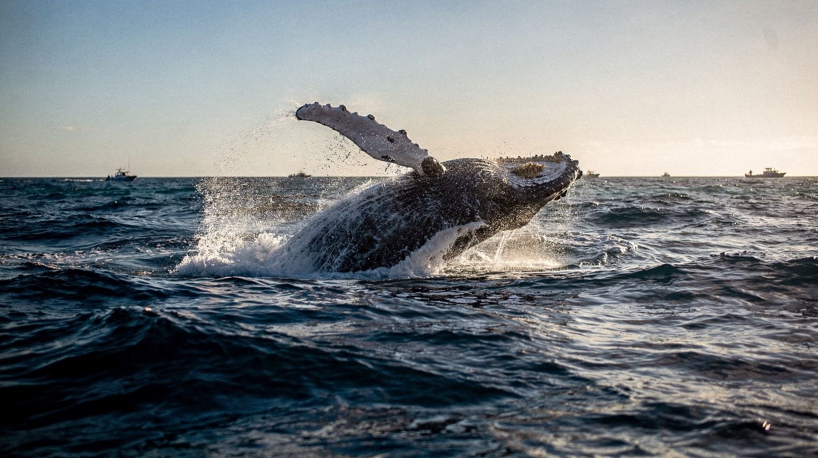Whale Watching from Shore in Maui: The Free Alternative
