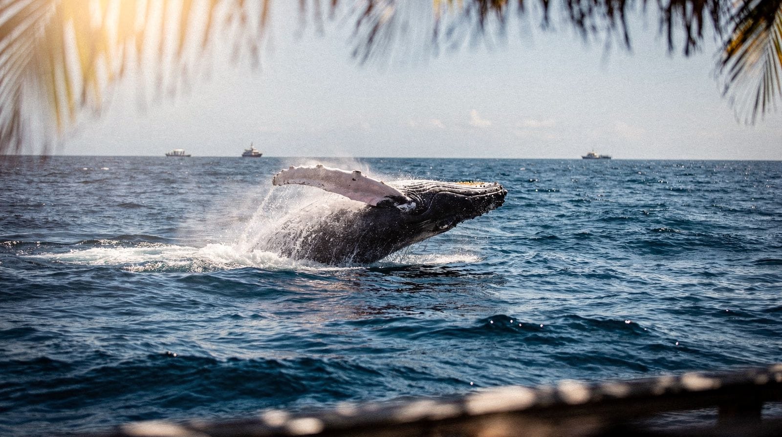 Whale Watching Tour from Maalaea Harbor